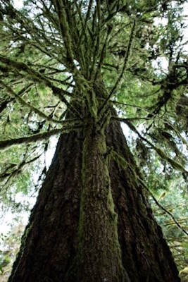 Co2 Douglas Fir &reg; about